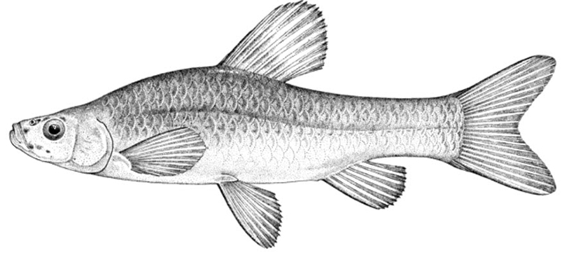 Pseudorasbora parva_01.jpg